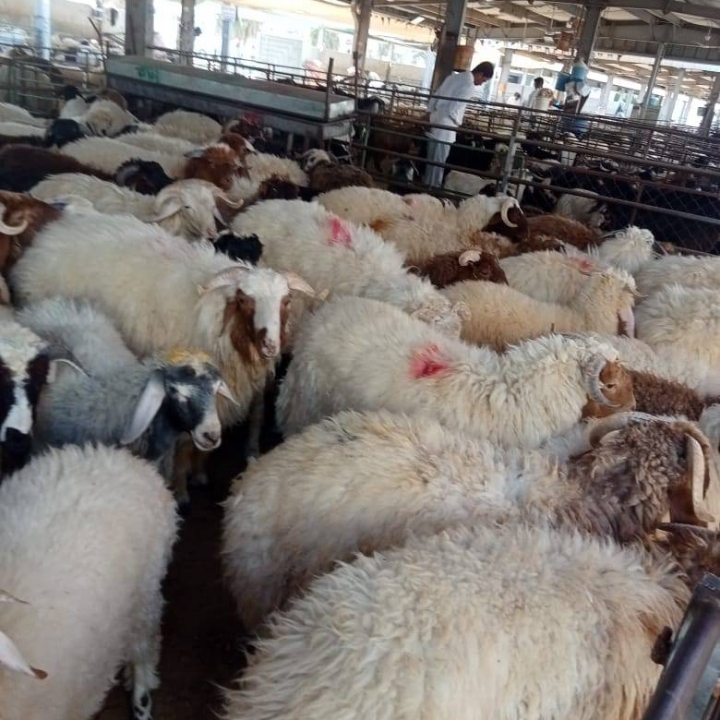 ذبايح اضاحى للبيع بالكويت وتوصيل اضاحى بالكويت