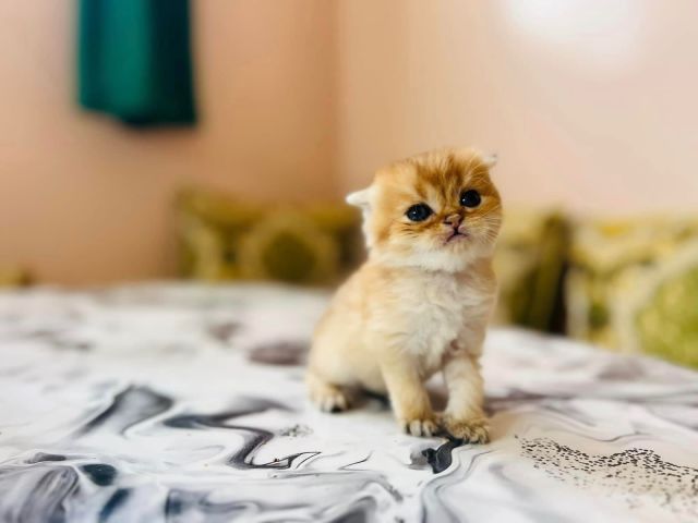 Chat british short hair