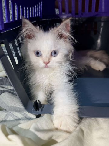 Shirazi persan avec cage