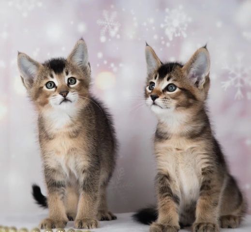 Chatons caracat f1 f2 f3 f4