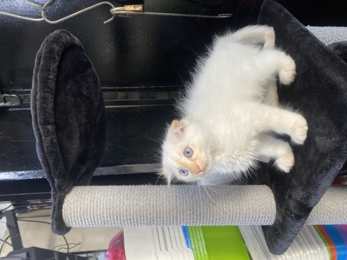 Scottish fold golden disponible