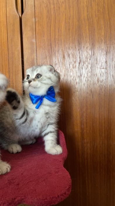 Scottish fold crème à vendre