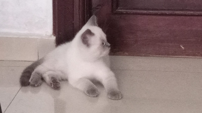 Scottish fold gris disponible