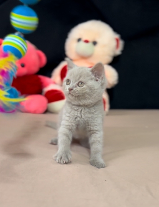 Scottish fold de qualité supérieure