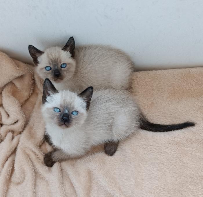 Chatons maine coon pédigrée à vendre