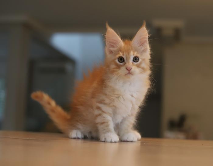 Chat bengal mâle à vendre