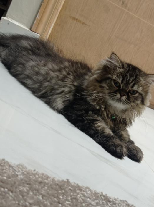 Petit mal persan à vendre