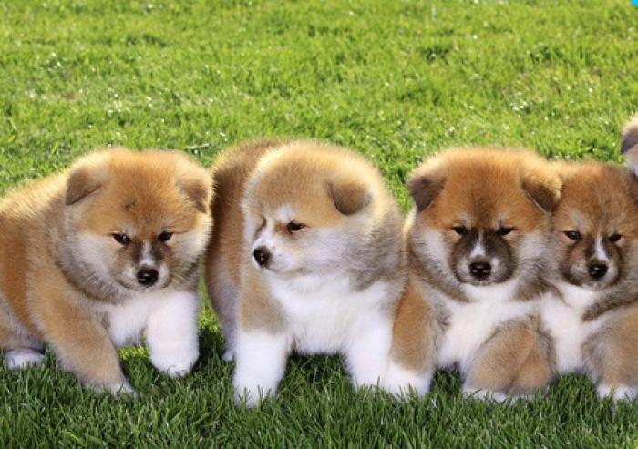 Persan à vendre – chat persan