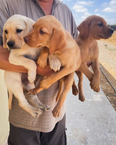 Chiots labrador à vendre
