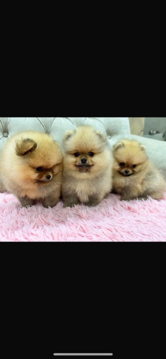 Spitz nain pure race