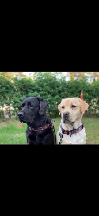 chiot en bonne santé
