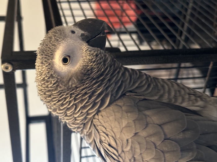 Perroquet gris du gabon à vendre