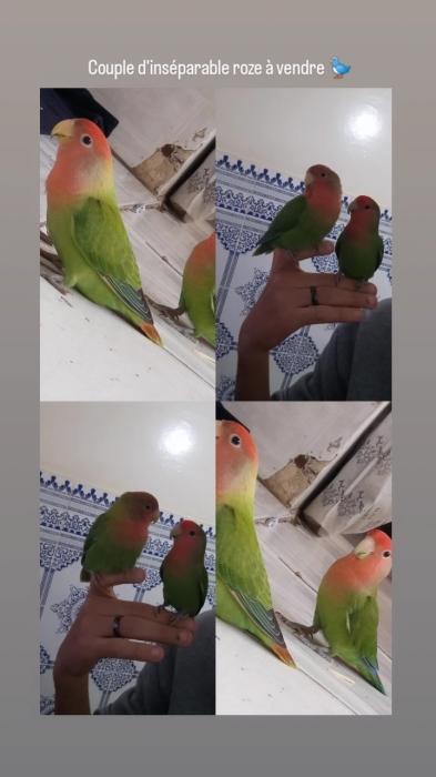 Magnifique couple d'inséparables
