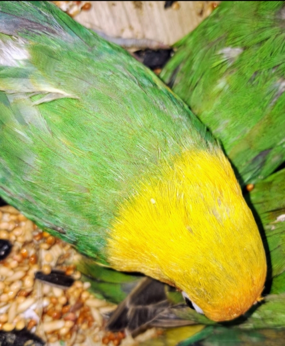 Inséparables apprivoisés à vendre