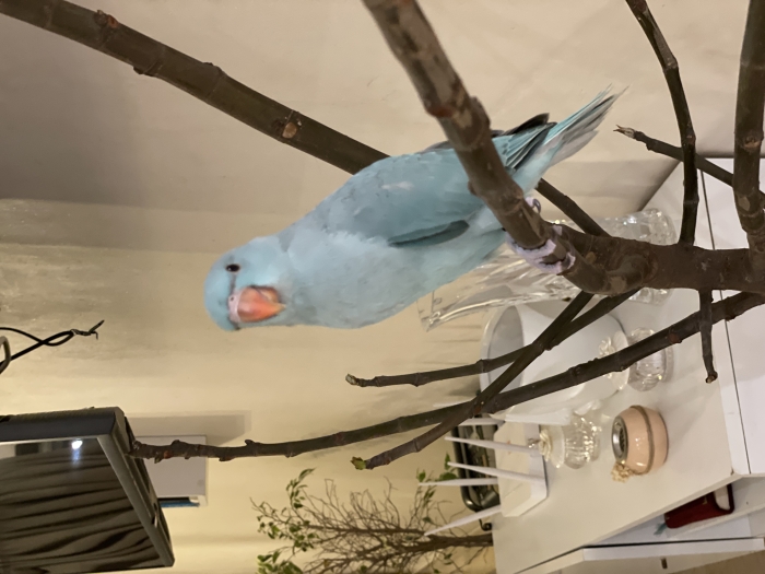 Couple de perruches à collier