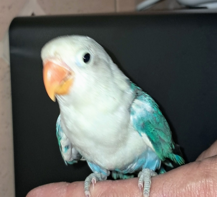 couples d'inséparables à vendre