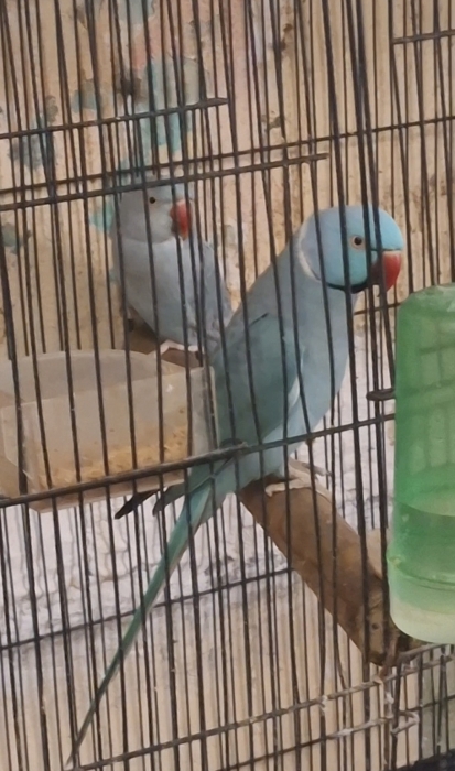 Perruche à collier rare à vendre