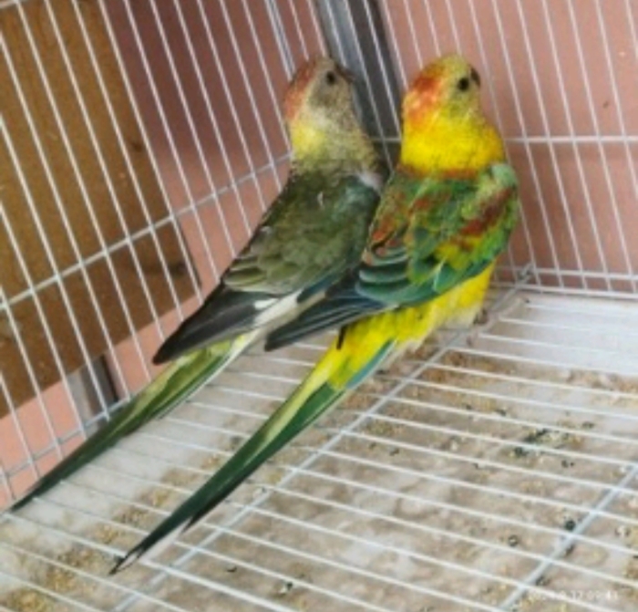 Couple de croupions rouges apprivoisés