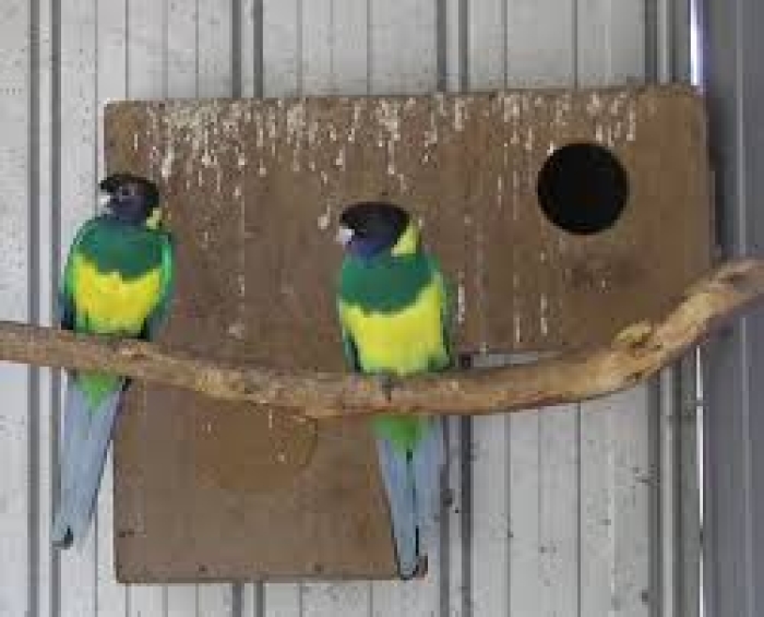 Perroquet barnardius