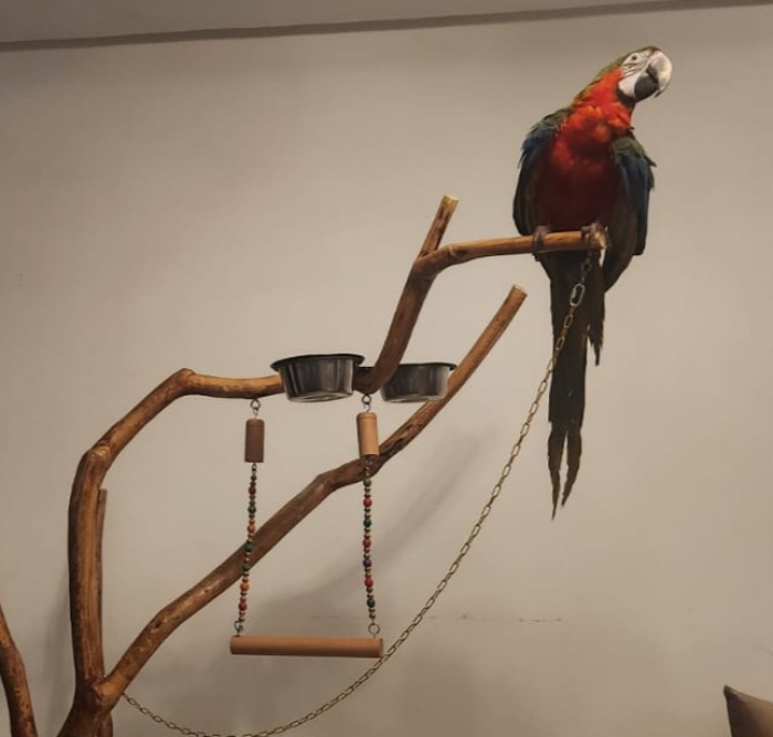 Perroquet ara – sociable et coloré