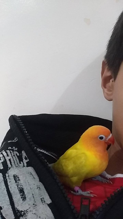 Inséparables bien dressés à vendre