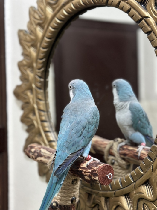 Quaker (كويكر) à vendre