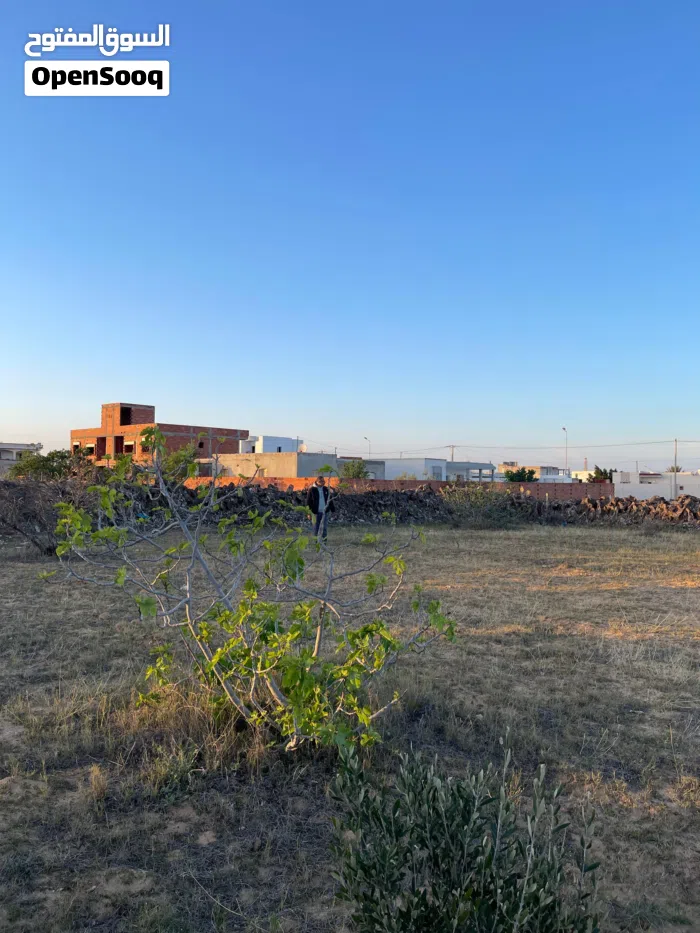 الطيبة2026 للببع...الارض