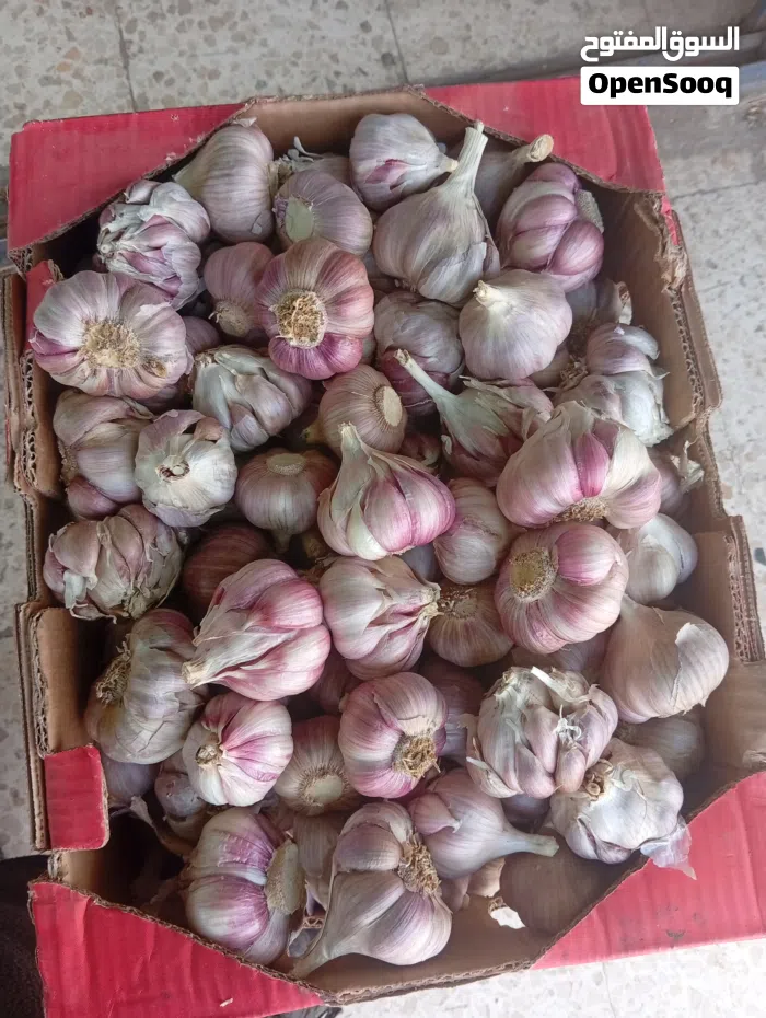 ثوم احمر خشين جديد صابة سنا