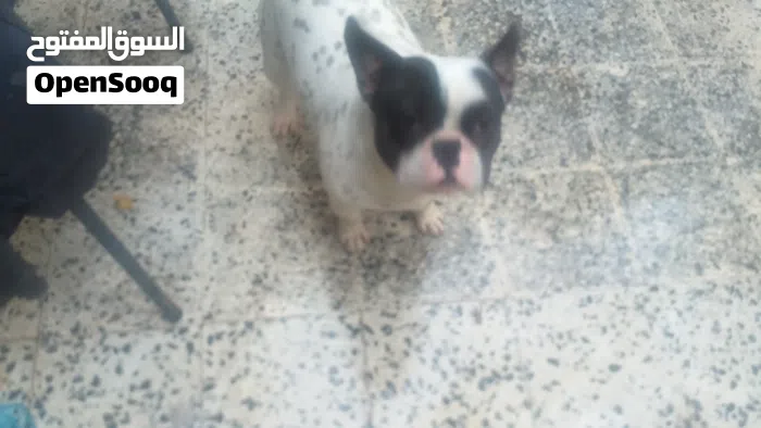 كانيش بيشون . ⁦⁦Caniche⁩⁩ ⁦⁦bichon⁩⁩