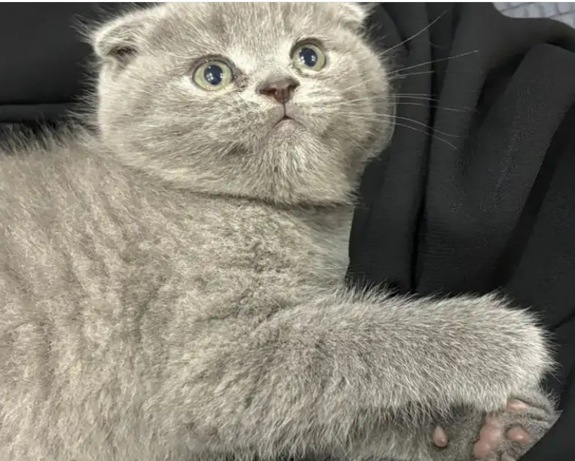 قط سكوتش فولد للبيت