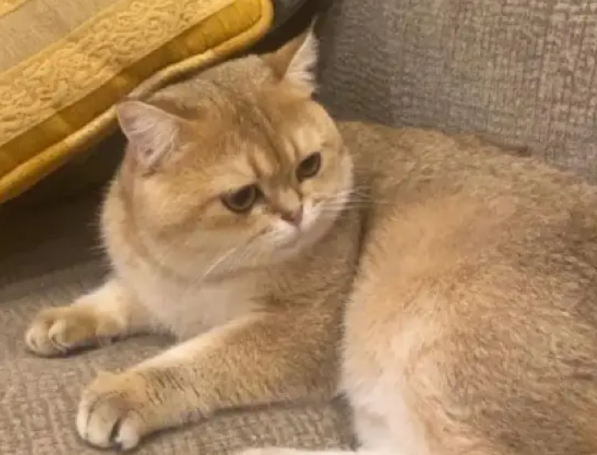 سكوتش فولد و استريت