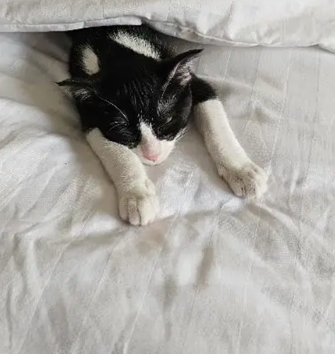 قطة انثي للتبني