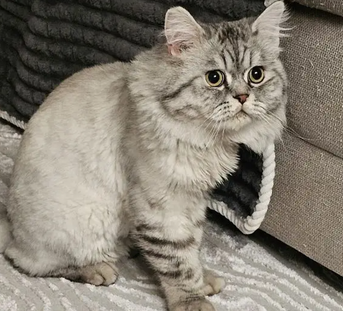 قط ذكر للتبني