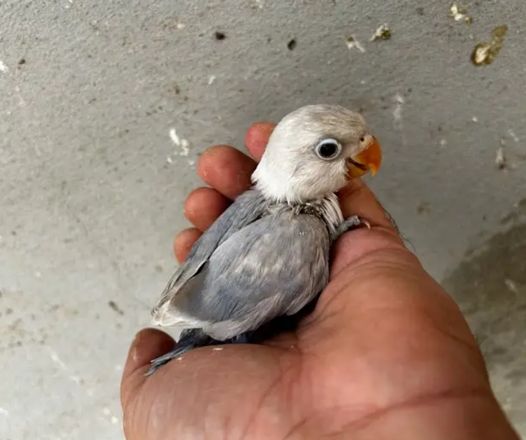 فروخ ببغاء فيشر