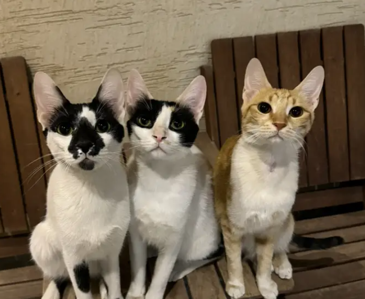 3 Lovely Siblings Cats