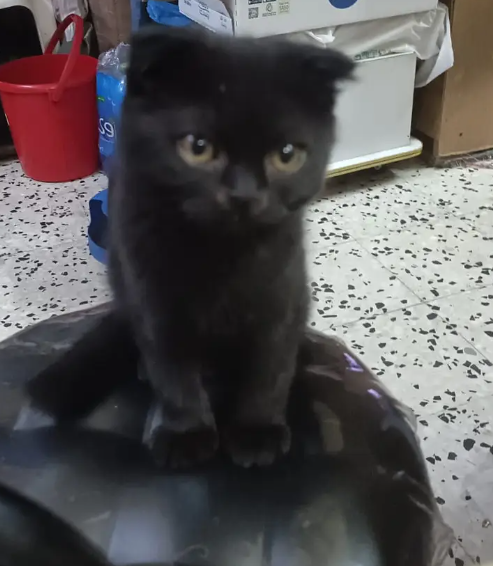 Scottish fold black