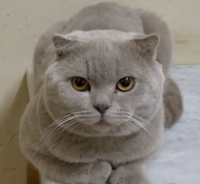 Scottish fold lilac Male Alpha