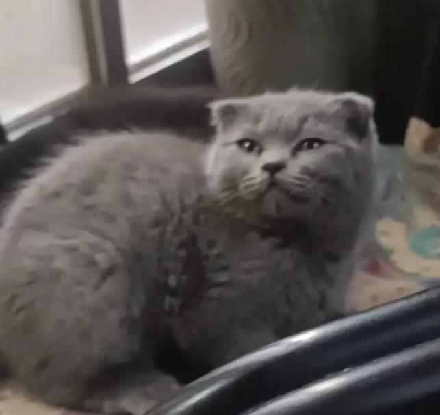 Scottish fold blue Male