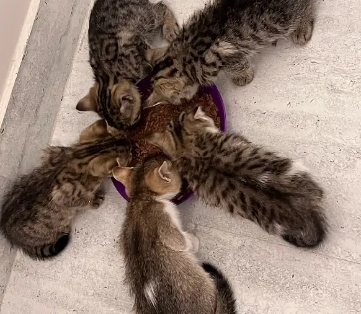 كيتن شيرازي