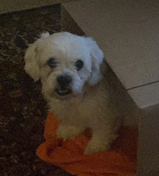 Cute Maltese/ Shitzu cross