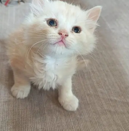 ٦ قطط شيرازي للبيع