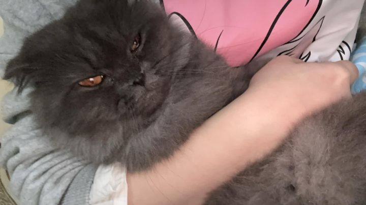 سكوتش فولد -