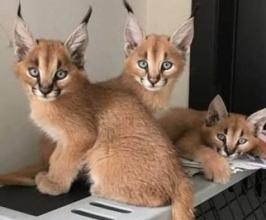 أصح قطط الوشق للبيع