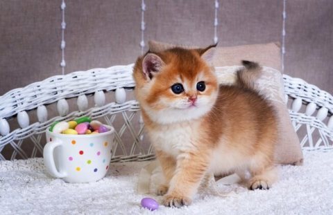 القطط الحبشية