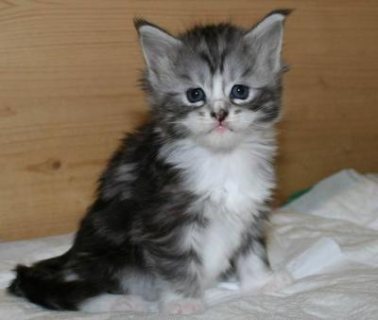 قطط ماين كون للبيع