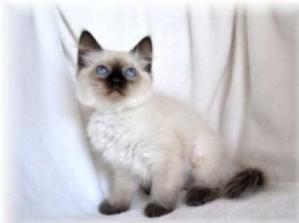 قطط أبلهيد البالية للبيع