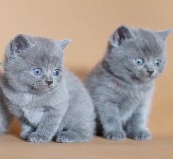 قطط بريطانية قصيرة الشعر