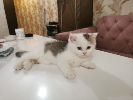 قطط للبيع - المهبوله