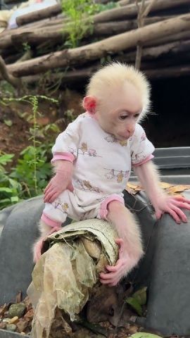 Female capuchin monkeys available