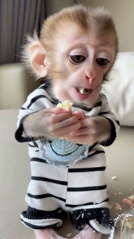 Capuchin monkey availabl